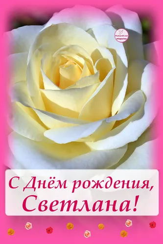 С Днем Рождения Светлана Картинки желтая роза на белом фоне