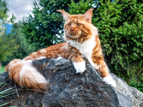 Мейн Кун Фото кошка, лежащая на скале
