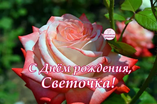 Света С Днем Рождения Картинки розовая роза с белым текстом