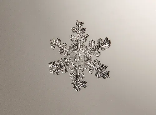 Снежинки Картинки черно-белая фотография растения