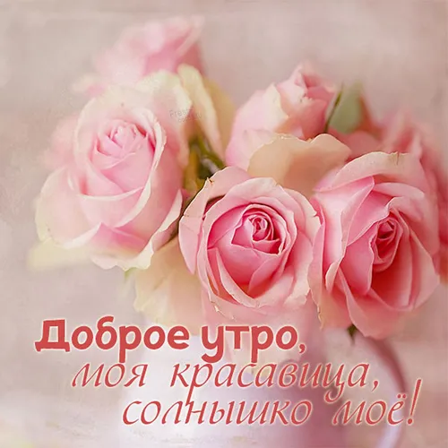 Солнышко Доброе Утро Картинки группа розовых роз