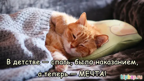 Спокойной Ночи Смешные Картинки кошка, лежащая на одеяле