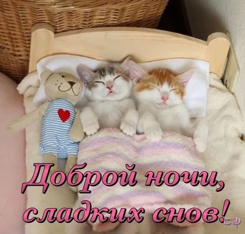 Спокойной Ночи Смешные Картинки корзина с котятами