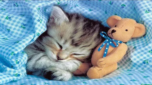 Спокойной Ночи Смешные Картинки кошка спит с плюшевым мишкой