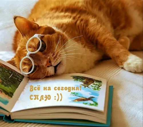 Спокойной Ночи Смешные Картинки кошка в очках