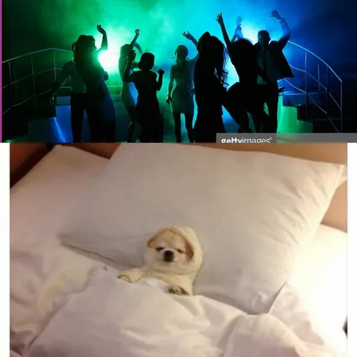 Спокойной Ночи Смешные Картинки собака, лежащая на кровати