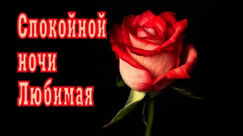 Спокойной Ночи Любимая Картинки красная роза с белым текстом