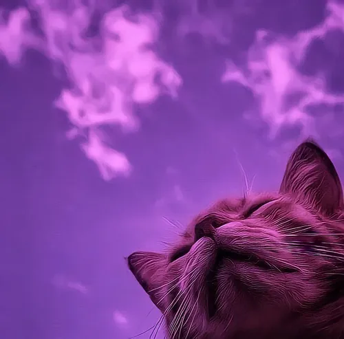 Фиолетовые Картинки кошка с облаком дыма