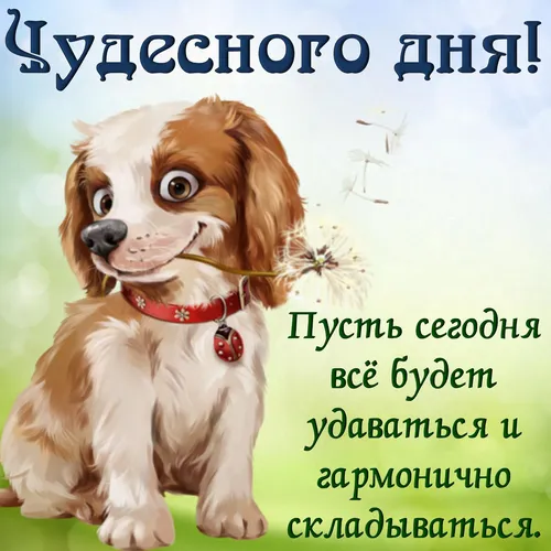 Хорошего Настроения Хорошего Дня Прикольные Картинки собака с красным ошейником