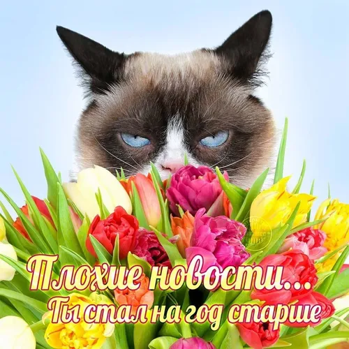 Юмор Картинки кот с лапой в букете цветов