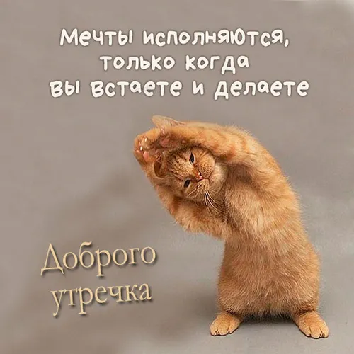 Юмор Картинки кошка с головой в руках