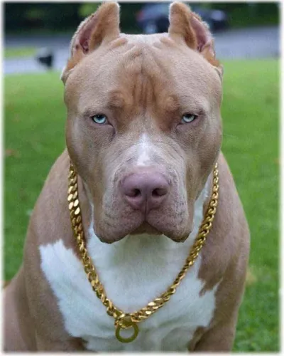 Питбуль Фото собака с золотой цепочкой