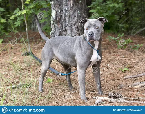 Питбуль Фото собака, стоящая рядом с деревом