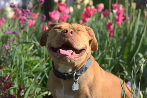 Питбуль Фото собака с открытым ртом в цветочном поле