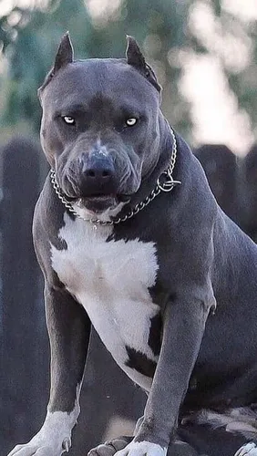 Питбуль Фото черно-белая собака