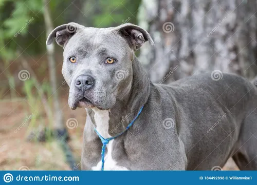 Питбуль Фото собака с синим ошейником