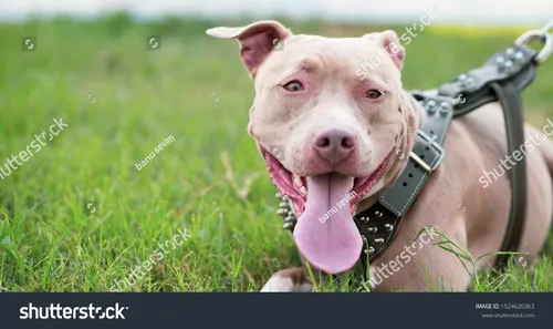 Питбуль Фото собака в шлейке