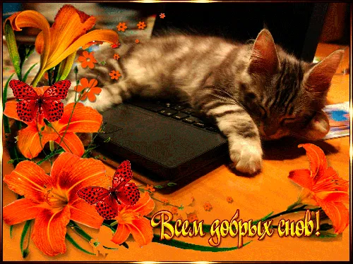 кошка, лежащая на ноутбуке