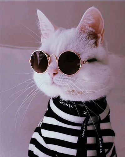 Вк На Аву Картинки кошка в солнцезащитных очках
