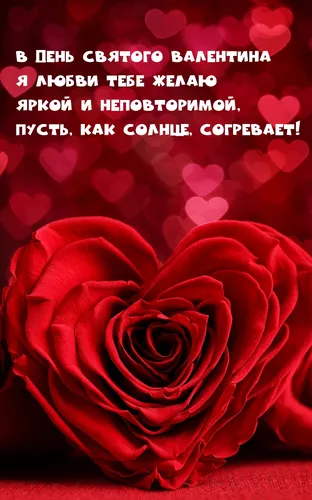 День Святого Валентина Картинки роза крупным планом