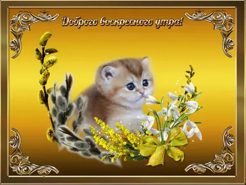 Доброе Воскресное Утро Картинки кот в цветочном венке