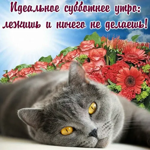 Доброе Субботнее Утро Картинки кот с цветочным венком