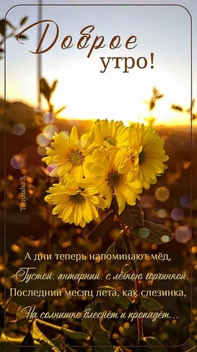 Доброе Утро Лето Картинки группа желтых цветов