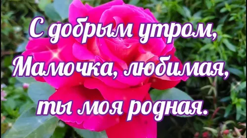 Доброе Утро Мама Картинки розовый цветок с белым текстом