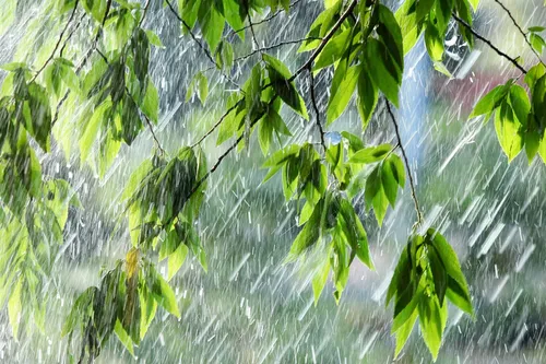 Дождь Картинки группа зеленых листьев