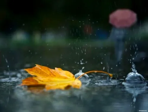 Дождь Картинки лист, плавающий в воде