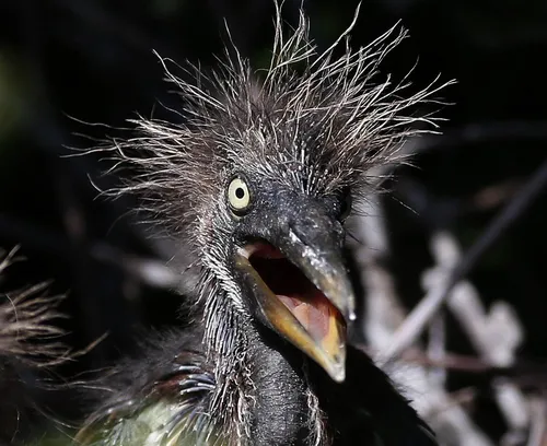 Страшные Фото птица с открытым ртом