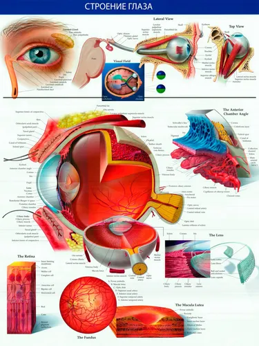 Глаза Картинки диаграмма
