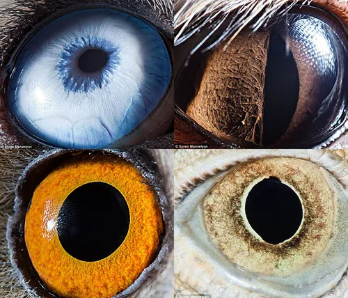 Глаза Картинки коллаж из разноцветных предметов