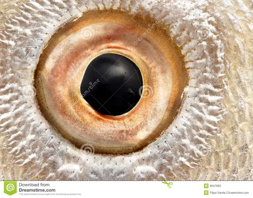 Глаза Картинки крупный план человеческого глаза