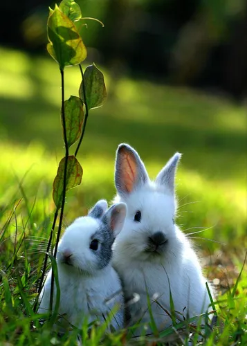 Зайчиков Картинки два белых кролика в траве