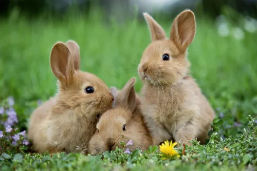 Зайчиков Картинки группа кроликов в траве