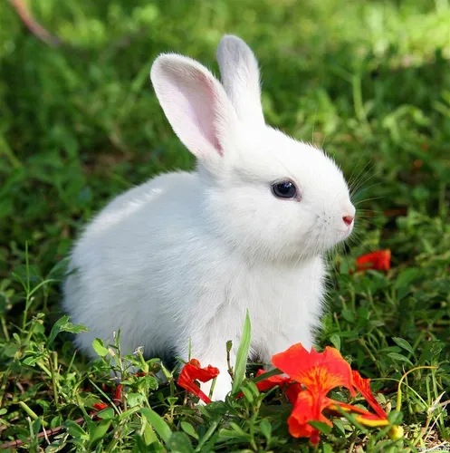Зайчиков Картинки белый кролик в поле цветов