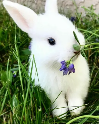 Зайчиков Картинки белый кролик ест фиолетовый цветок