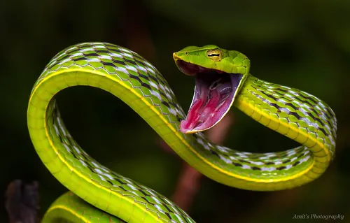 Змей Картинки зелено-желтая лягушка