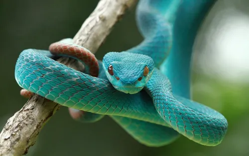 Змей Картинки сине-оранжевая змея