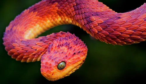 Змей Картинки крупный план змеи