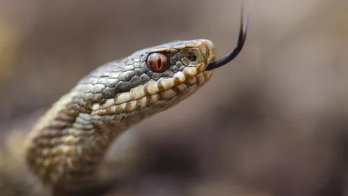 Змей Картинки змея с красным глазом
