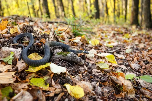 Змей Картинки черная змея на листьях