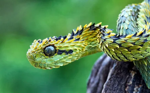 Змей Картинки змея с желтой и зеленой чешуей