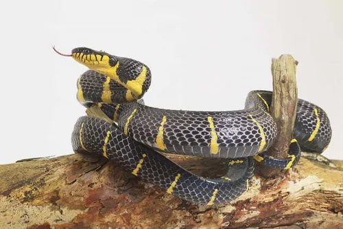 Змей Картинки черно-желтая змея на бревне