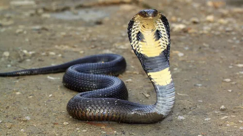 Змей Картинки змея с желтой полосой