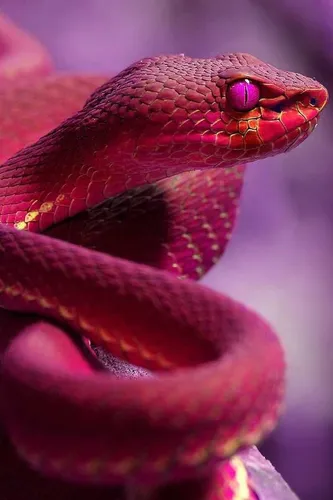 Змей Картинки 4K
