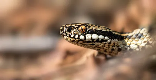 Змей Картинки змея с желтыми глазами