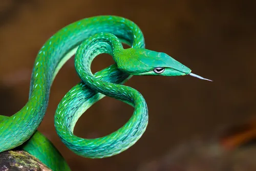Змей Картинки зеленая змея с длинным хвостом