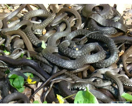Змей Картинки группа змей